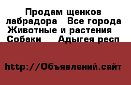 Продам щенков лабрадора - Все города Животные и растения » Собаки   . Адыгея респ.